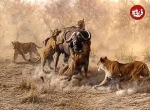 ببینید| تئاتر واقعی حیات وحش در آفریقا