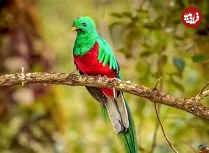(ویدئو) کتزال درخشنده؛ پرنده ملی گواتمالا که زیباترین پرنده جهان است