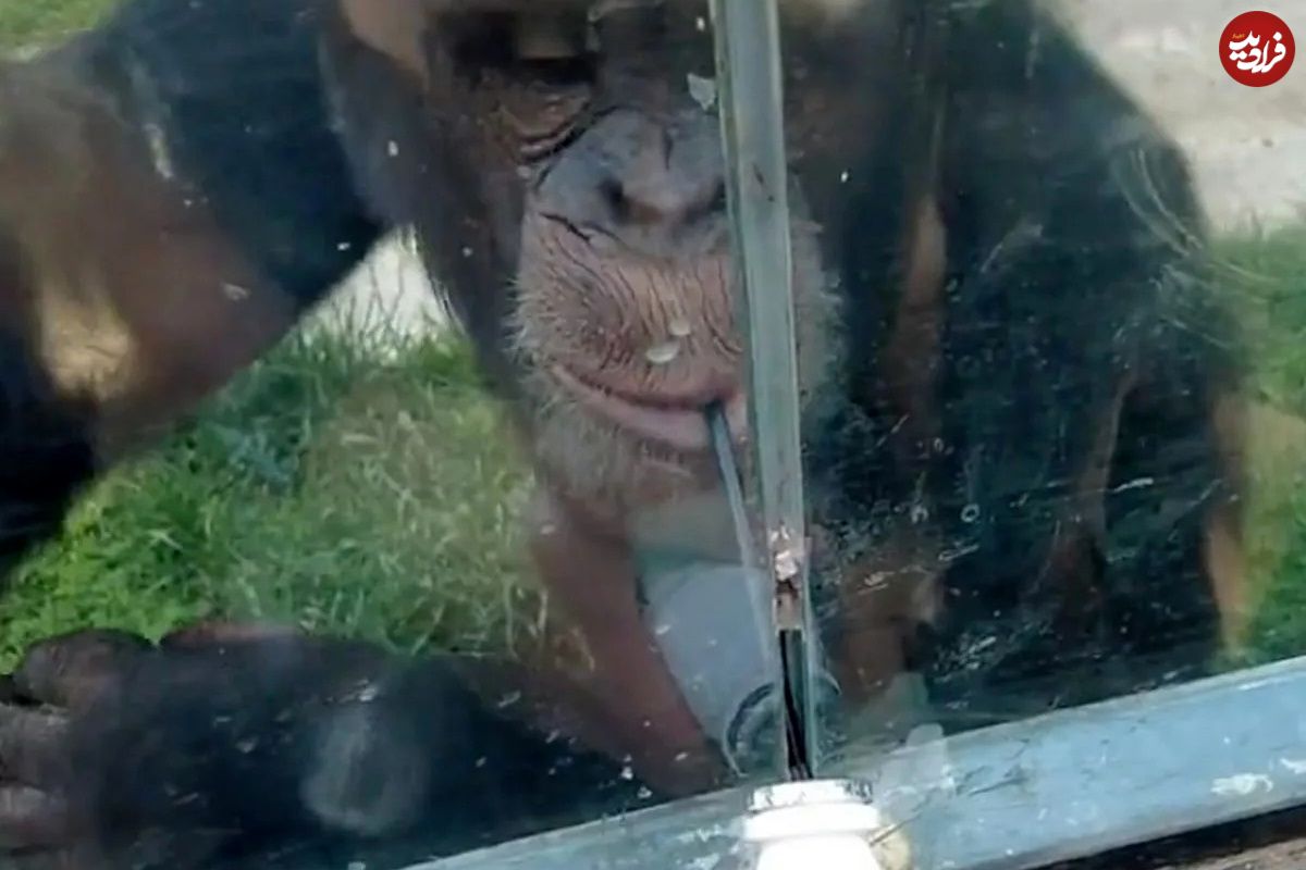 (ویدئو) نقشه باورنکردنی شامپانزه برای خوردن نوشابه با نی از پشت حفاظ شیشه ای