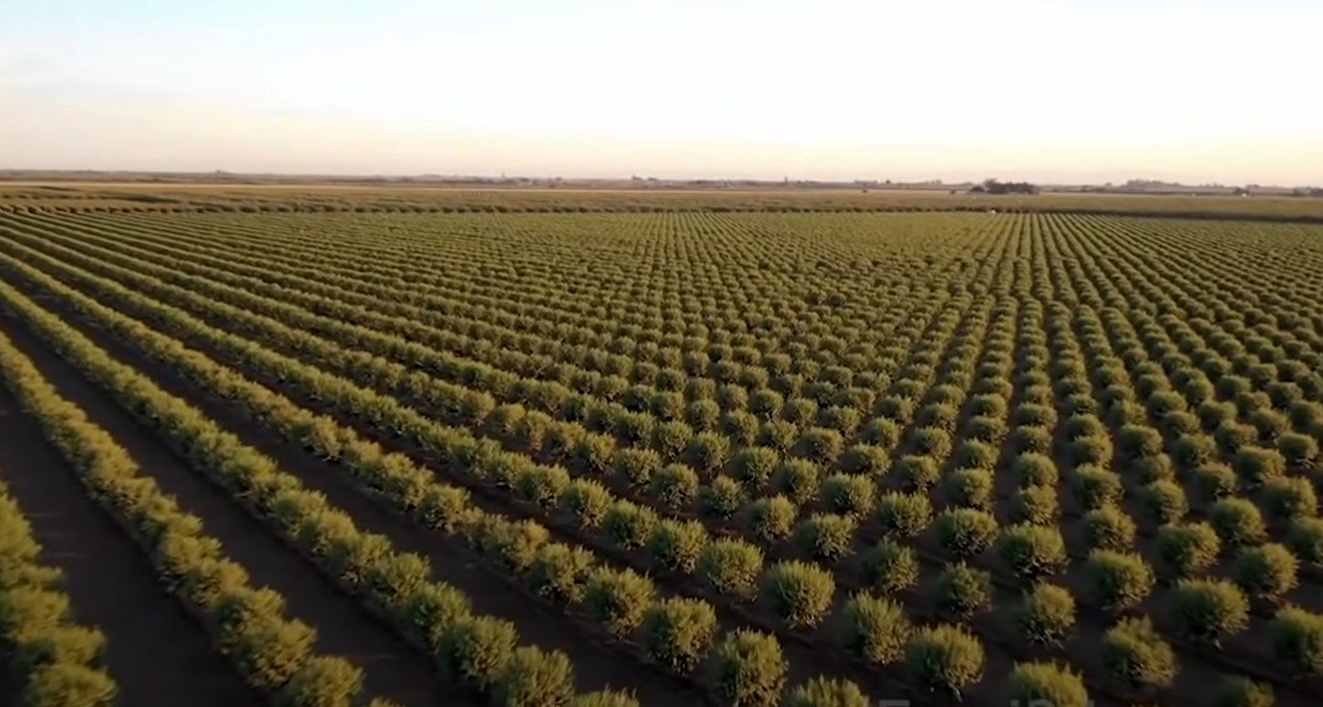 (ویدئو) عربستان سعودی چگونه بیابان هایش را به زمین کشاورزی تبدیل کرد؟