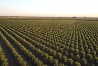 (ویدئو) عربستان سعودی چگونه بیابان هایش را به زمین کشاورزی تبدیل کرد؟
