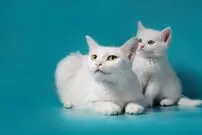رازگشایی از یک رفتار عجیب گربه ها!