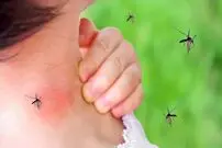 (ویدئو) روش‌های خانگی برای دور کردن پشه‌ها