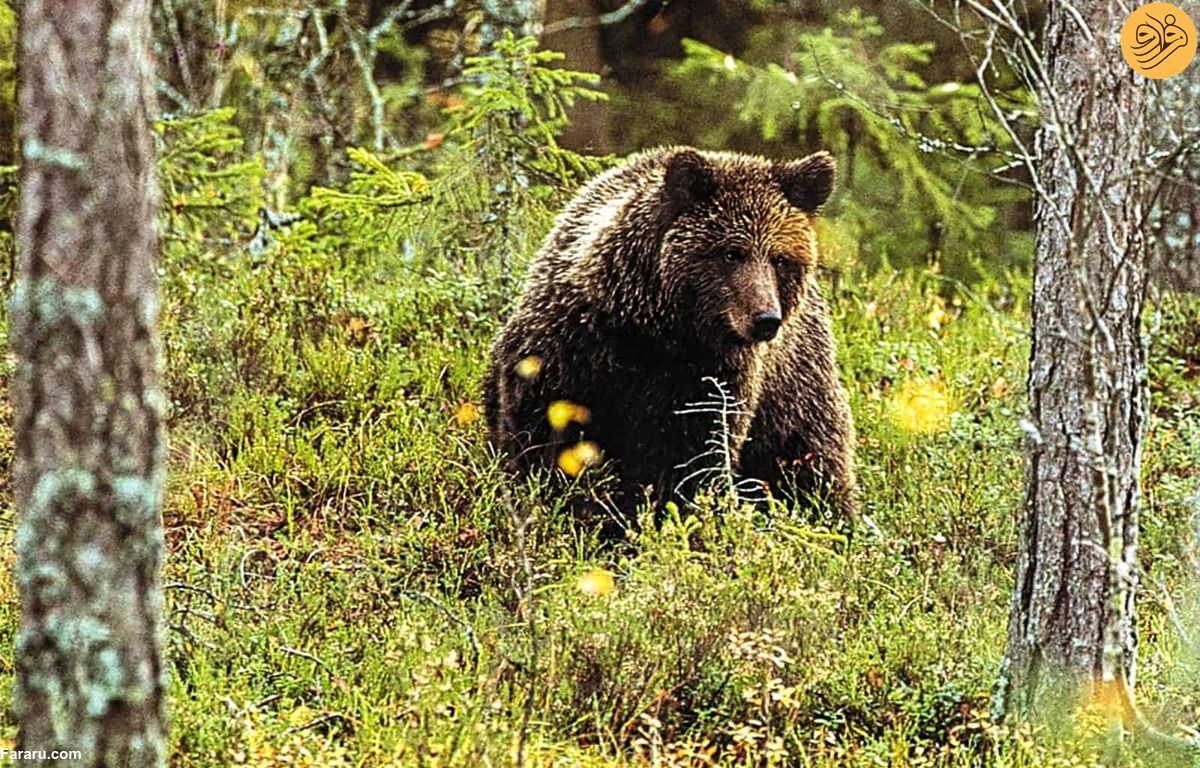 (ویدئو) برخورد ترسناک یک شکارچی با خرس قهوه‌ای
