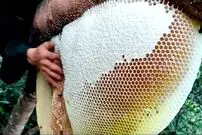 (ویدئو) برداشت عسل وحشی 14 کیلویی در ارتفاع 21 متری یک درخت