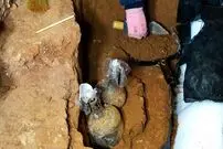 کشف یک دفینۀ «معطّر» در زیر خانۀ اولین رئیس‌جمهور آمریکا