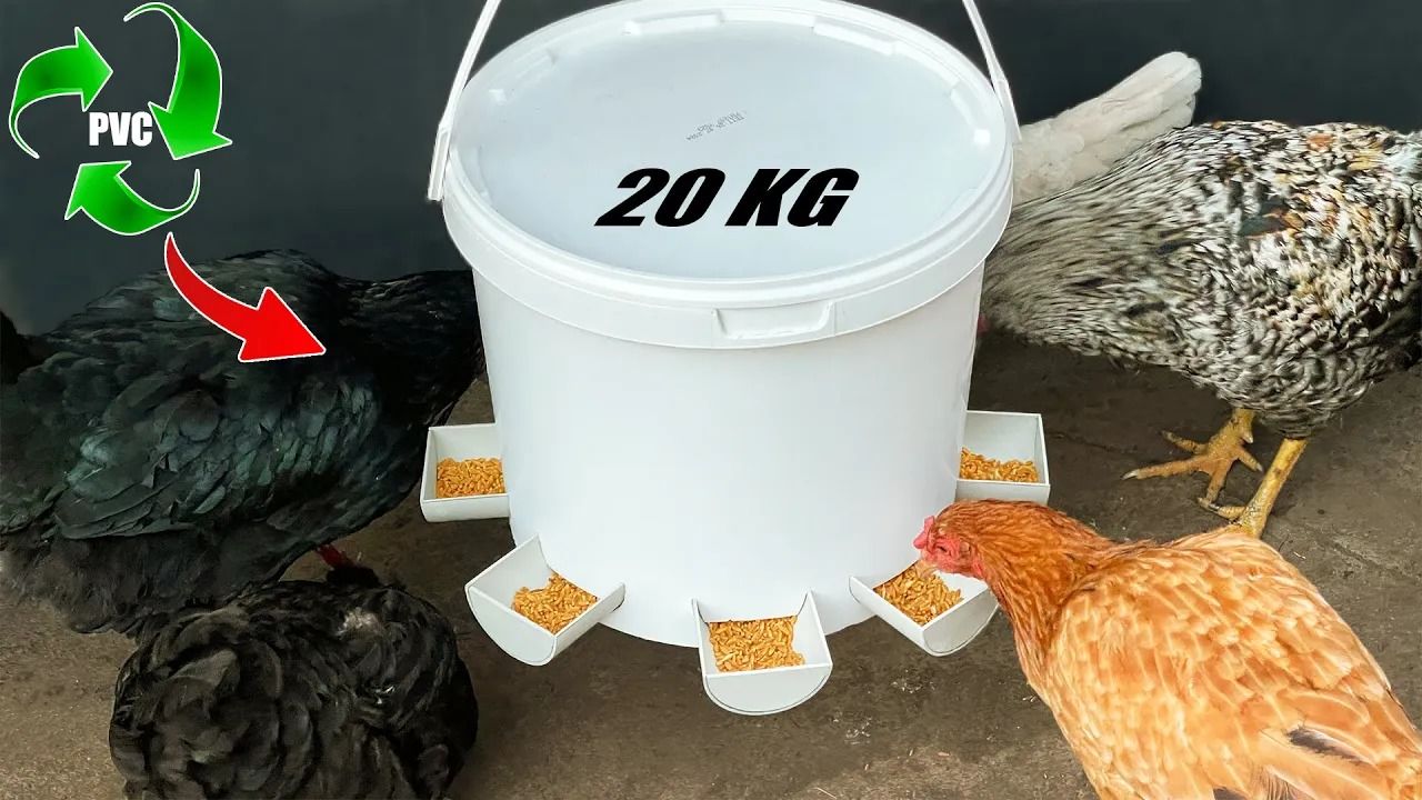 (ویدئو) نحوه ساخت دانخوری برای مرغ ها با سطل رنگ پلاستیکی