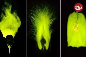 «پرندگان بهشتی» در تاریکی هم می‌درخشند