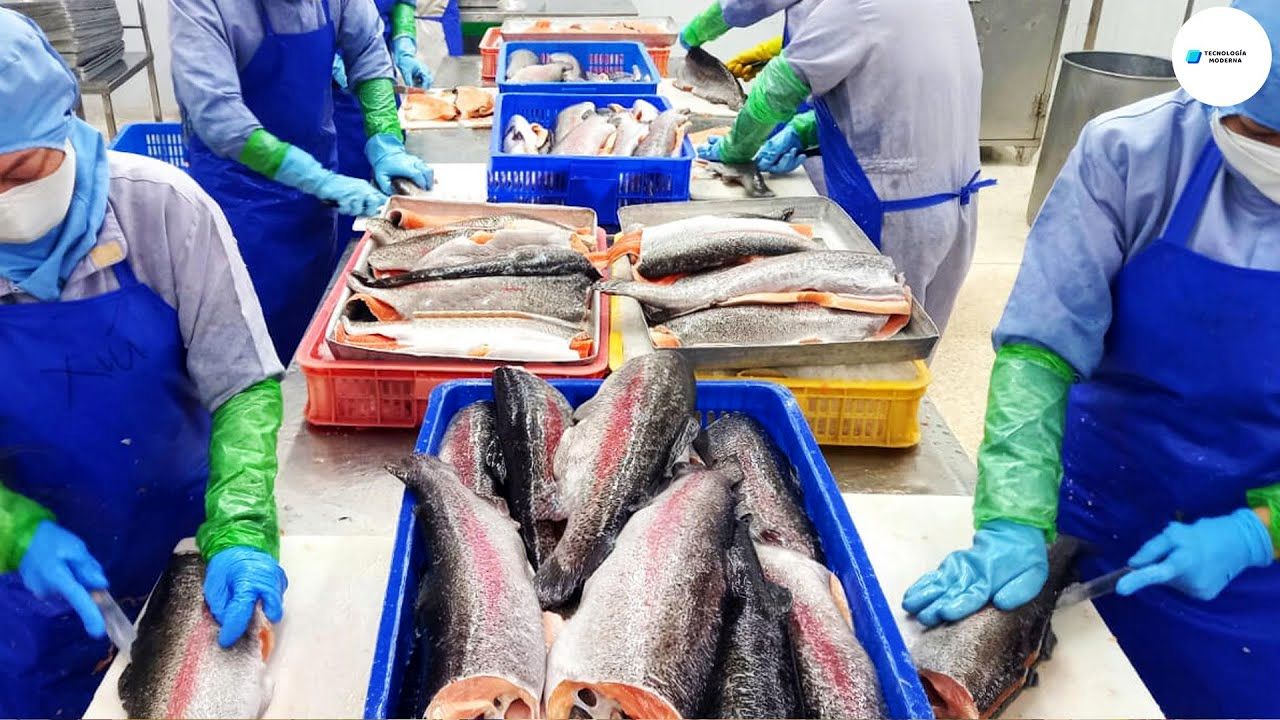 (ویدئو) خارجی ها در این فرآیند دیدنی ماهی را پرورش داده و در کارخانه بسته بندی می کنند