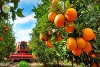 ببینید| چگونه کشاورزان آمریکایی میلیون ها تن مرکبات را برداشت می کنند؟