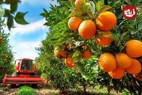 ببینید| چگونه کشاورزان آمریکایی میلیون ها تن مرکبات را برداشت می کنند؟