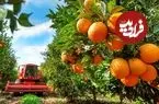 ببینید| چگونه کشاورزان آمریکایی میلیون ها تن مرکبات را برداشت می کنند؟