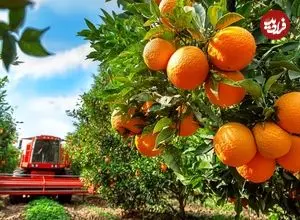 ببینید| چگونه کشاورزان آمریکایی میلیون ها تن مرکبات را برداشت می کنند؟