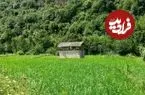 عکس| سفر به ایران قدیم؛ منظرۀ یک شالیزار در مازندران در دوران قاجار
