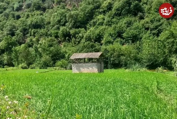 عکس| سفر به ایران قدیم؛ منظرۀ یک شالیزار در مازندران در دوران قاجار