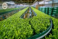 ببینید| چگونه صدها تن چای سبز در ژاپن برداشت و فرآوری می شود؟