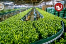 ببینید| چگونه صدها تن چای سبز در ژاپن برداشت و فرآوری می شود؟