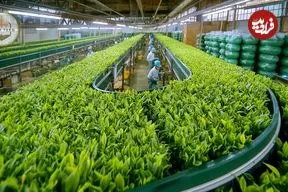 ببینید| چگونه صدها تن چای سبز در ژاپن برداشت و فرآوری می شود؟
