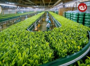 ببینید| چگونه صدها تن چای سبز در ژاپن برداشت و فرآوری می شود؟