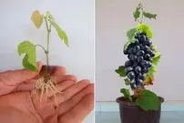 (ویدئو) چند ترفند ساده و آسان برای کاشت درخت انگور سیاه از طریق دانه در خانه