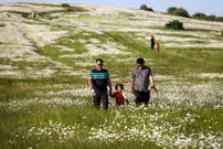 عکس| دشت بابونه قطعه‌ای از بهشت ایران زمین در دل نمین
