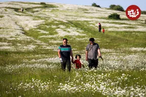 عکس| دشت بابونه قطعه‌ای از بهشت ایران زمین در دل نمین