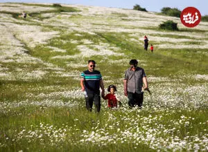 عکس| دشت بابونه قطعه‌ای از بهشت ایران زمین در دل نمین
