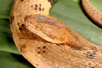 کشف شکارچی کوچک؛ مار کوتوله بوآ چقدر خطرناک است؟