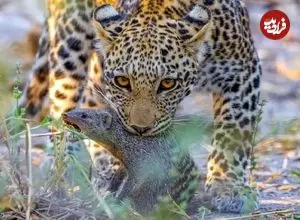 ببینید| پلنگ، خدنگ و کفتار؛ صحنه‌ای نادر از شکار ناتمام