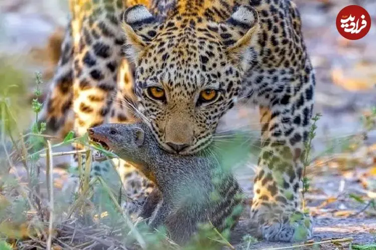 ببینید| پلنگ، خدنگ و کفتار؛ صحنه‌ای نادر از شکار ناتمام