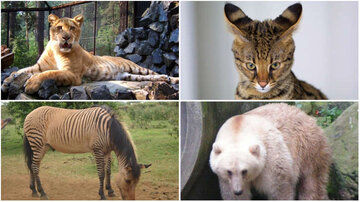 (تصاویر) زیبایی حیرت‌انگیز حیوانات دورگه!