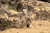 ببینید؛ دیده شدن حیوانی که مثل روح در ایران زندگی می‌کند؛ دیدن آن یک کشف بزرگ است!