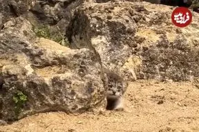 ببینید؛ دیده شدن حیوانی که مثل روح در ایران زندگی می‌کند؛ دیدن آن یک کشف بزرگ است!