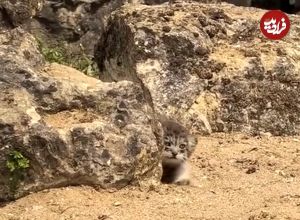 ببینید؛ دیده شدن حیوانی که مثل روح در ایران زندگی می‌کند؛ دیدن آن یک کشف بزرگ است!