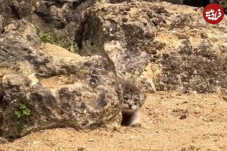 ببینید؛ دیده شدن حیوانی که مثل روح در ایران زندگی می‌کند؛ دیدن آن یک کشف بزرگ است!