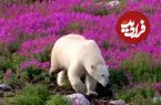 ببینید| خرس قطبی معلول همچنان زنده در طبیعت قطب