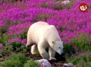 ببینید| خرس قطبی معلول همچنان زنده در طبیعت قطب