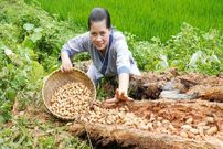 ببینید؛ غذای روستایی در ویتنام؛ برداشت کرم درخت پالم و پخت یک غذای خاص با آن