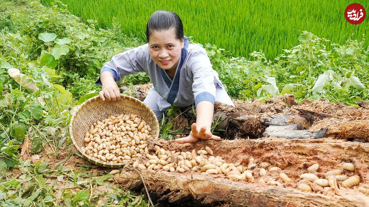 ببینید؛ غذای روستایی در ویتنام؛ برداشت کرم درخت پالم و پخت یک غذای خاص با آن
