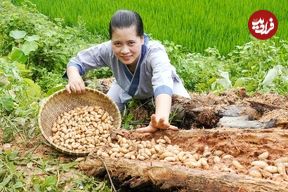 ببینید؛ غذای روستایی در ویتنام؛ برداشت کرم درخت پالم و پخت یک غذای خاص با آن