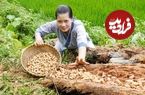 ببینید؛ غذای روستایی در ویتنام؛ برداشت کرم درخت پالم و پخت یک غذای خاص با آن