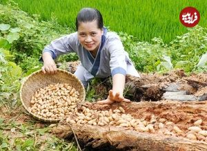 ببینید؛ غذای روستایی در ویتنام؛ برداشت کرم درخت پالم و پخت یک غذای خاص با آن