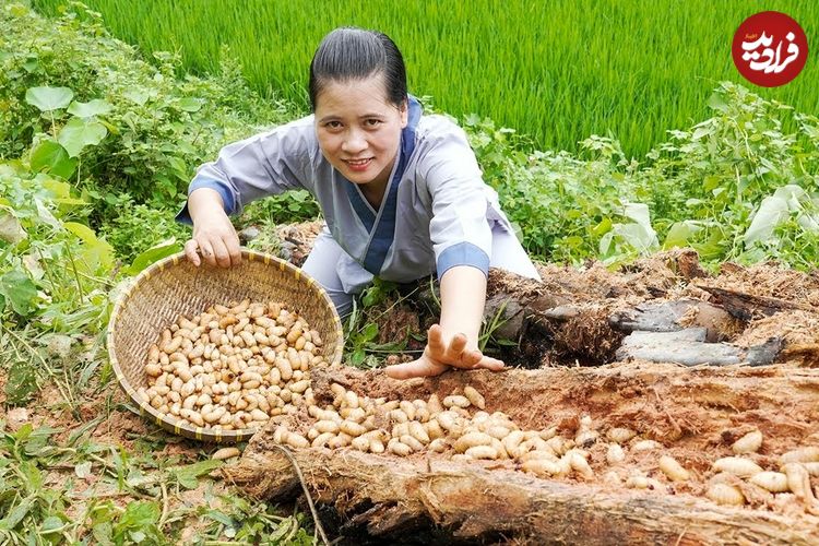 ببینید؛ غذای روستایی در ویتنام؛ برداشت کرم درخت پالم و پخت یک غذای خاص با آن
