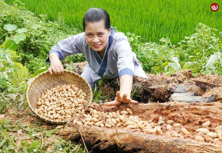 ببینید؛ غذای روستایی در ویتنام؛ برداشت کرم درخت پالم و پخت یک غذای خاص با آن