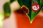 سیاه شدن نوک برگ گیاهان آپارتمانی چه علتی دارد؟ راه‌حل‌ها