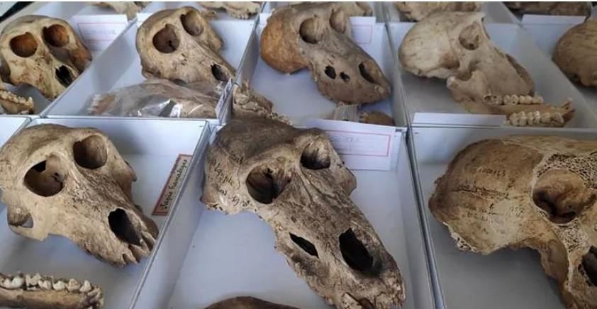 کشف تازه دانشمندان از مومیایی‌های مرموز بابون‌های متعلق به ۲۸۰۰ سال پیش در مصر