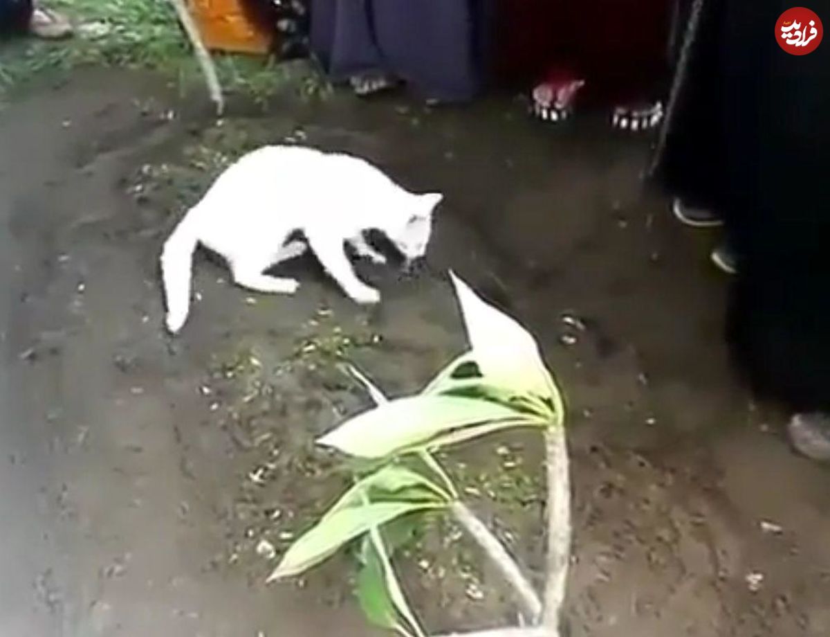 (ویدیو) عزاداری یک گربه برای صاحبش که فوت شده