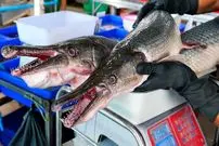 ببینید| غذای خیابانی در تایلند؛ کباب کردن ماهی سرسوسماری غول پیکر در بانکوک