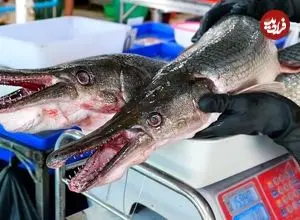 ببینید| غذای خیابانی در تایلند؛ کباب کردن ماهی سرسوسماری غول پیکر در بانکوک