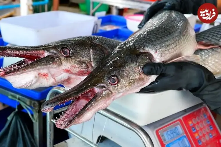 ببینید| غذای خیابانی در تایلند؛ کباب کردن ماهی سرسوسماری غول پیکر در بانکوک